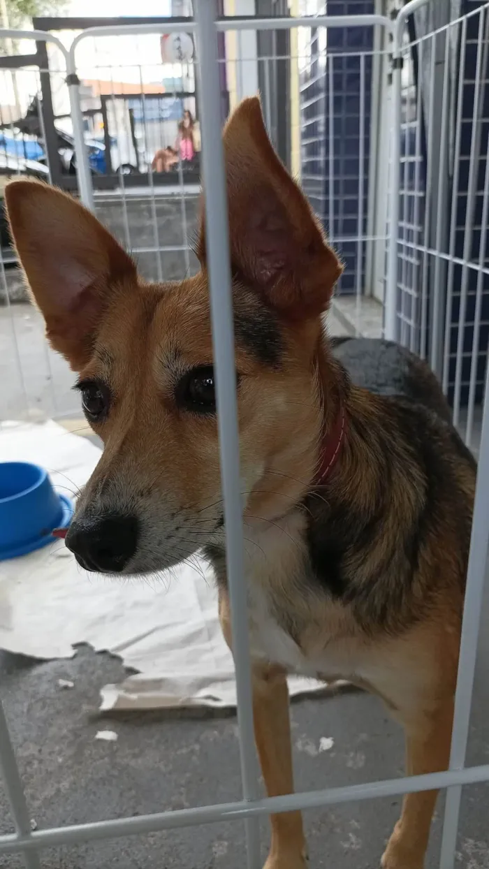 Cachorro raça SRD-ViraLata idade 1 ano nome Bebe