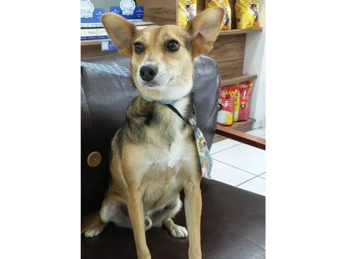 Cachorro raça SRD-ViraLata idade 1 ano nome Bebe