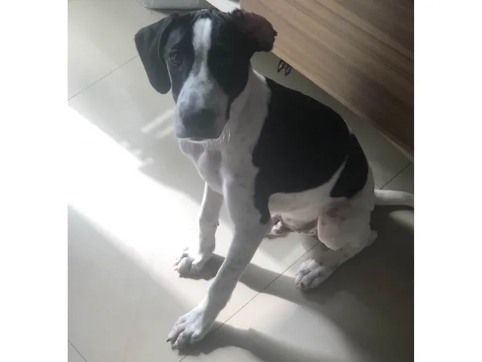 Cachorro ra a  idade 2 a 6 meses nome Não sei 