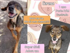 Cachorro raça SRD-ViraLata idade 1 ano nome Corona