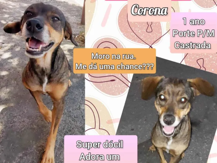 Cachorro ra a SRD-ViraLata idade 1 ano nome Corona