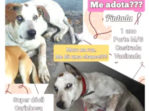 Cachorro raça SRD-ViraLata idade 1 ano nome Pintada