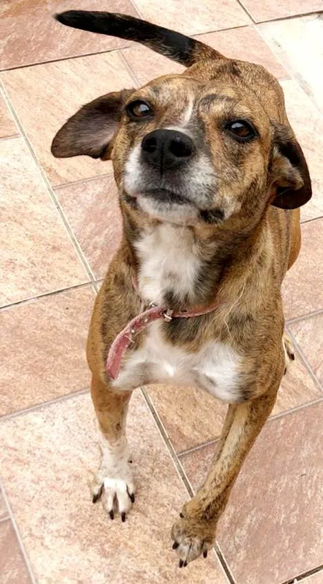 Cachorro raça SRD-ViraLata idade 1 ano nome Alice
