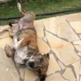 Cachorro raça SRD-ViraLata idade 1 ano nome Alice
