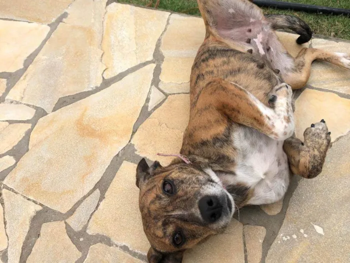 Cachorro raça SRD-ViraLata idade 1 ano nome Alice