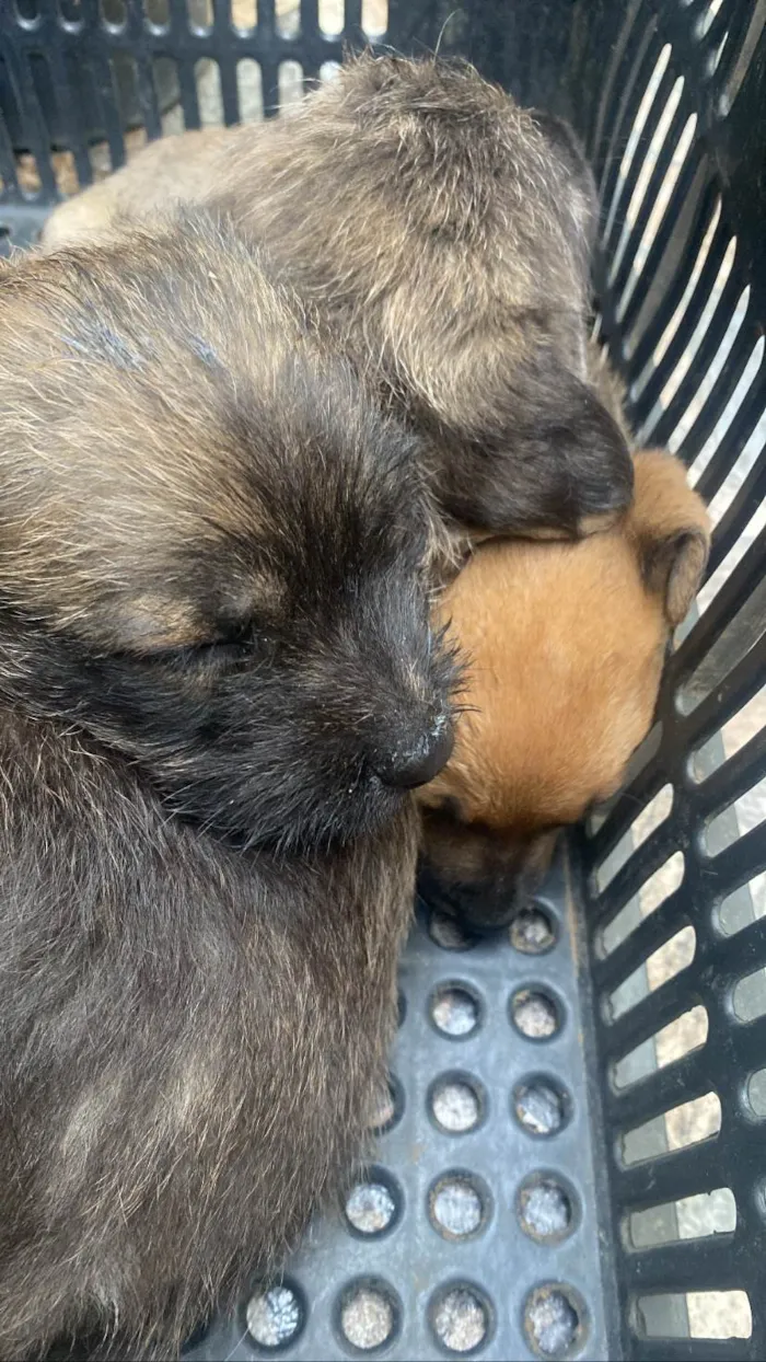 Cachorro ra a Poodle idade Abaixo de 2 meses nome Sem nome 