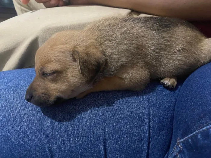 Cachorro ra a Poodle idade Abaixo de 2 meses nome Sem nome 