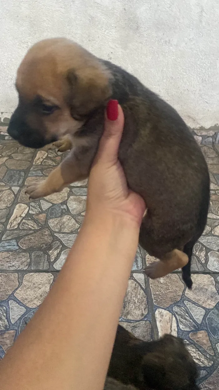 Cachorro ra a Poodle idade Abaixo de 2 meses nome Sem nome 