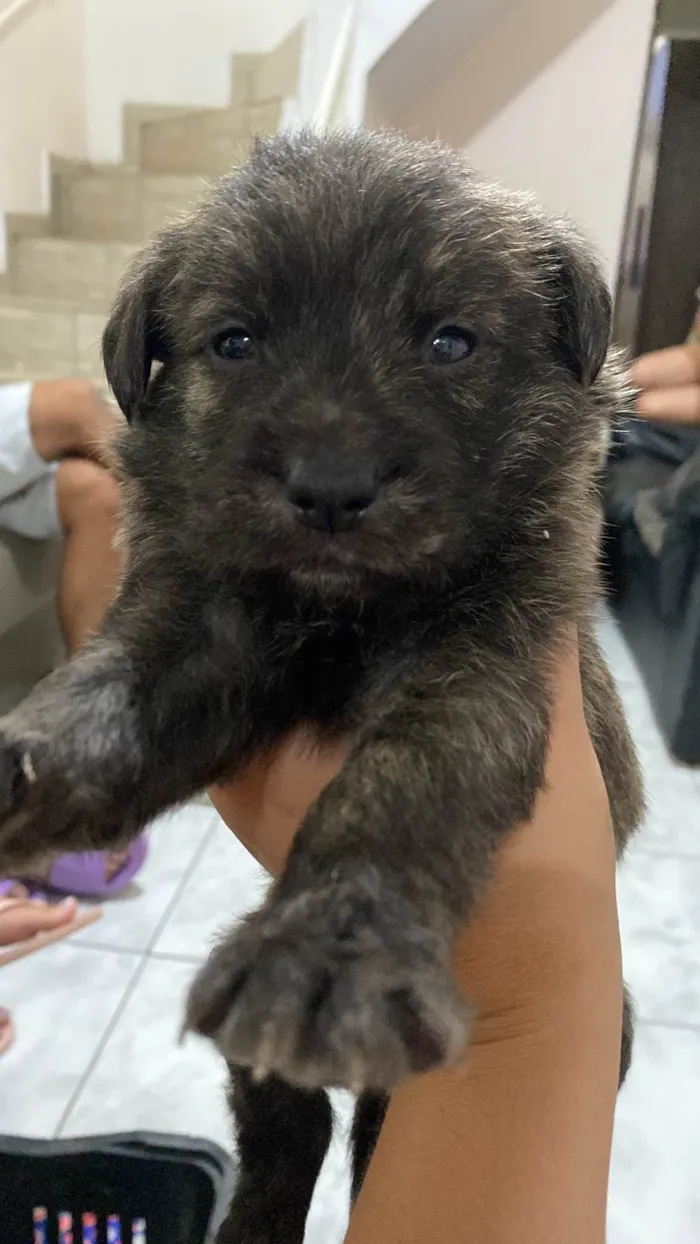 Cachorro ra a Poodle idade Abaixo de 2 meses nome Sem nome 