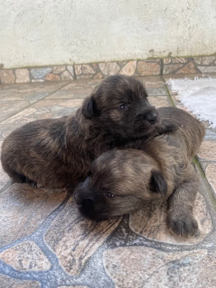 Cachorro ra a Poodle idade Abaixo de 2 meses nome Sem nome 