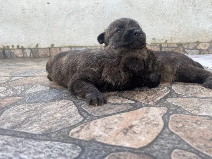 Cachorro ra a Poodle idade Abaixo de 2 meses nome Sem nome 