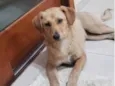 Cachorro raça Srd idade 2 a 6 meses nome BORES
