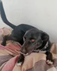Cachorro raça srd idade 1 ano nome THOR