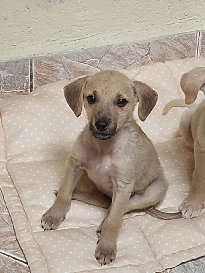 Cachorro ra a SRD-ViraLata idade 2 a 6 meses nome Duquesa / belinha