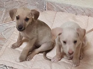 Cachorro raça SRD-ViraLata idade 2 a 6 meses nome Duquesa / belinha