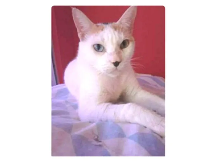 Gato ra a srd tricolor  idade 1 ano nome EMMMA