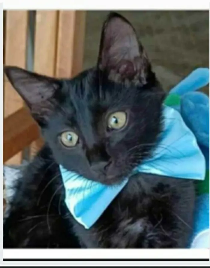 Gato ra a srd idade 2 a 6 meses nome ABEL