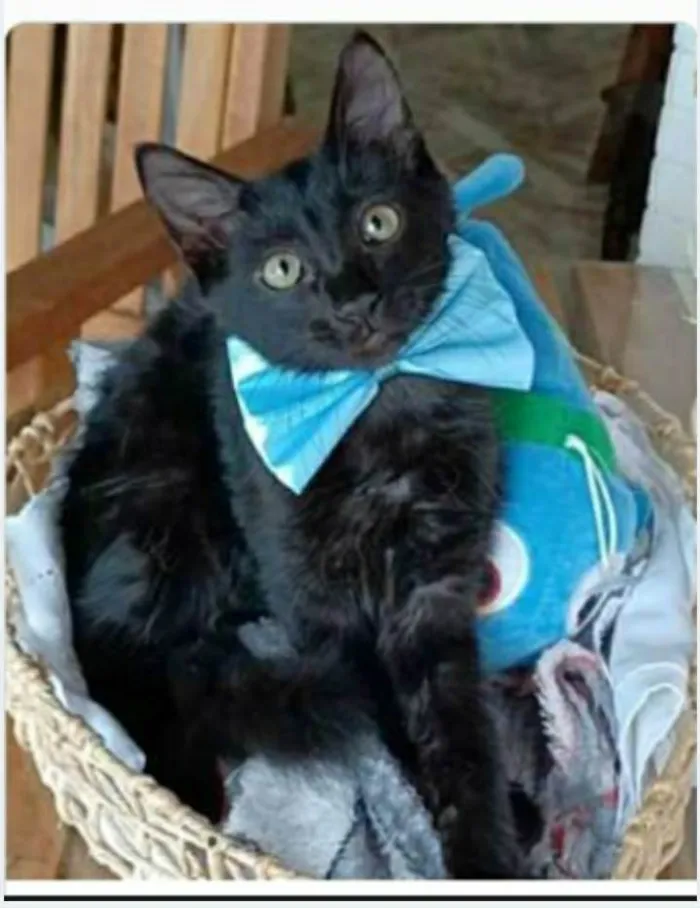 Gato ra a srd idade 2 a 6 meses nome ABEL