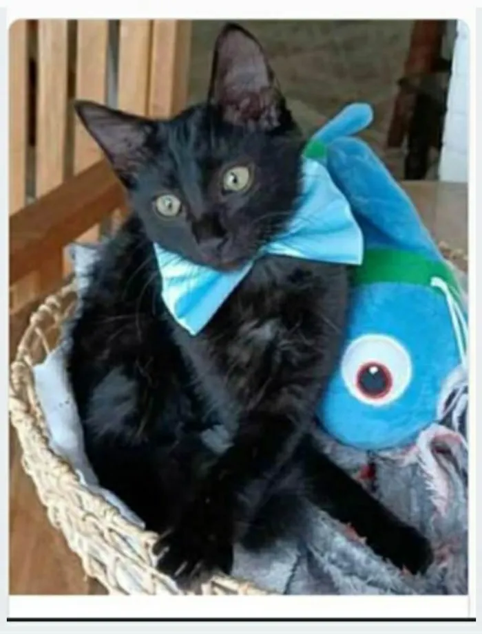 Gato ra a srd idade 2 a 6 meses nome ABEL
