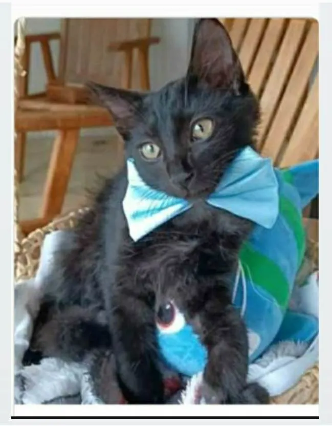 Gato ra a srd idade 2 a 6 meses nome ABEL