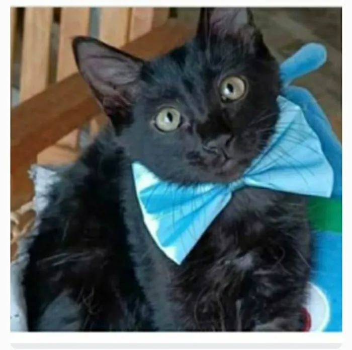 Gato ra a srd idade 2 a 6 meses nome ABEL