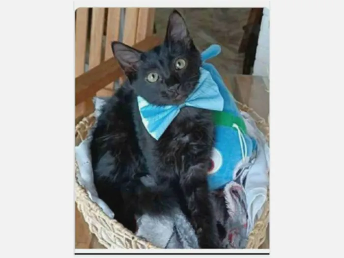 Gato ra a srd idade 2 a 6 meses nome ABEL