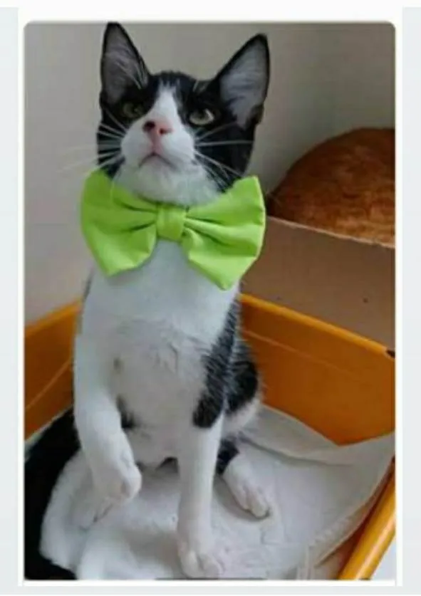 Gato ra a srd frajolinha  idade 2 a 6 meses nome OTTO