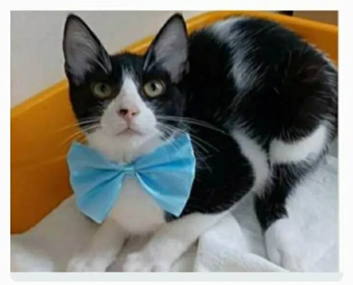 Gato ra a srd frajolinha  idade 2 a 6 meses nome OTTO