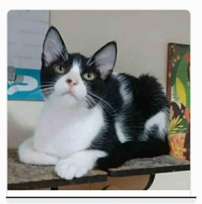 Gato ra a srd frajolinha  idade 2 a 6 meses nome OTTO