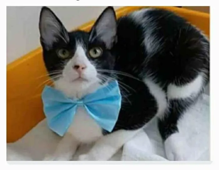 Gato ra a srd frajolinha  idade 2 a 6 meses nome OTTO
