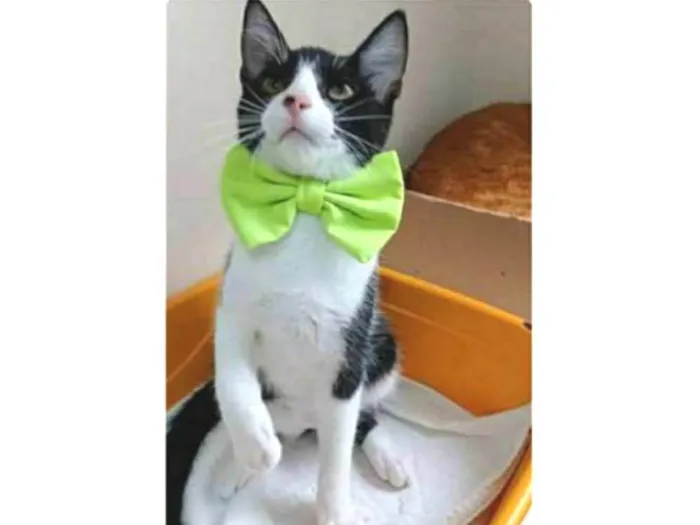 Gato ra a srd frajolinha  idade 2 a 6 meses nome OTTO