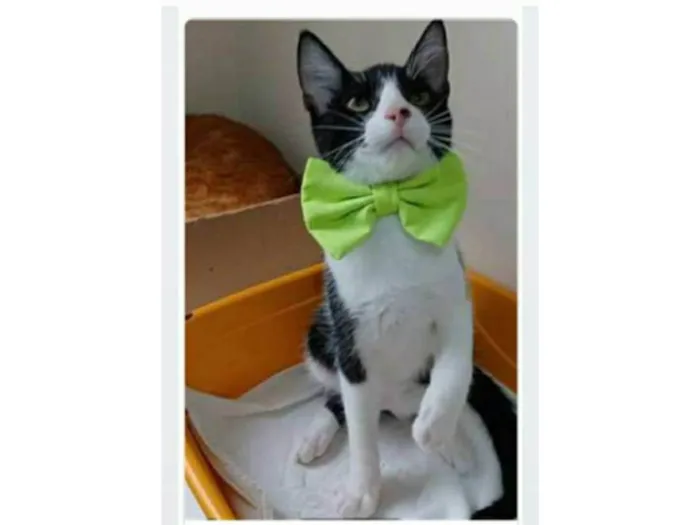 Gato ra a srd frajolinha  idade 2 a 6 meses nome OTTO