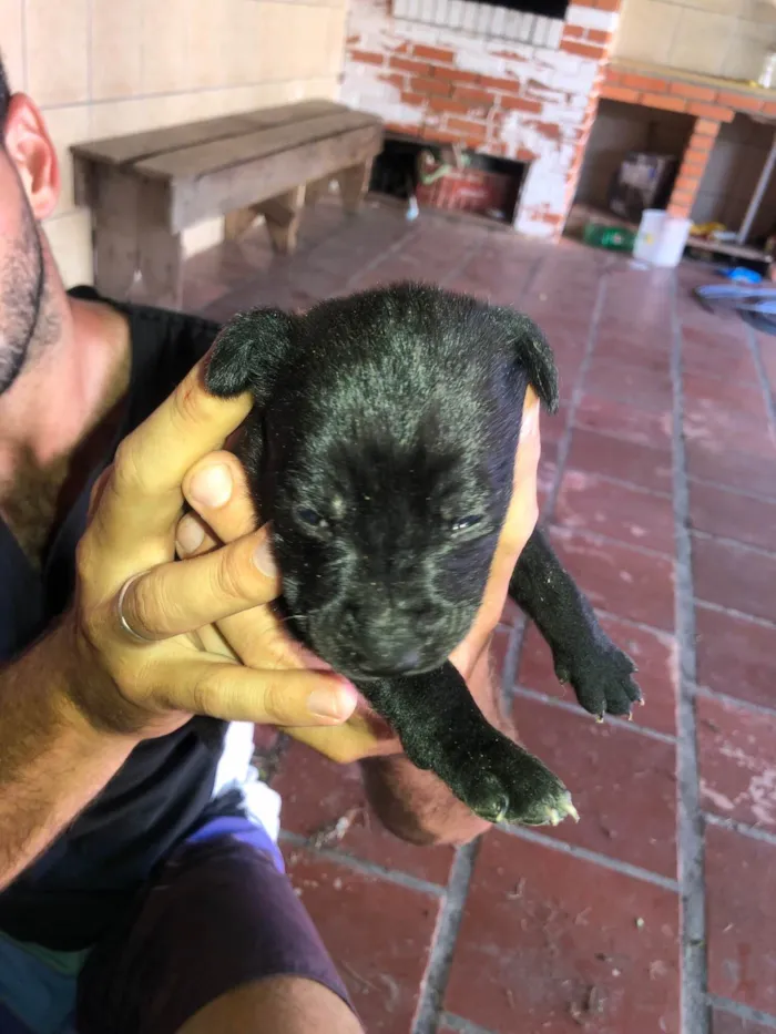 Cachorro raça SRD-ViraLata idade 2 a 6 meses nome Filhotes
