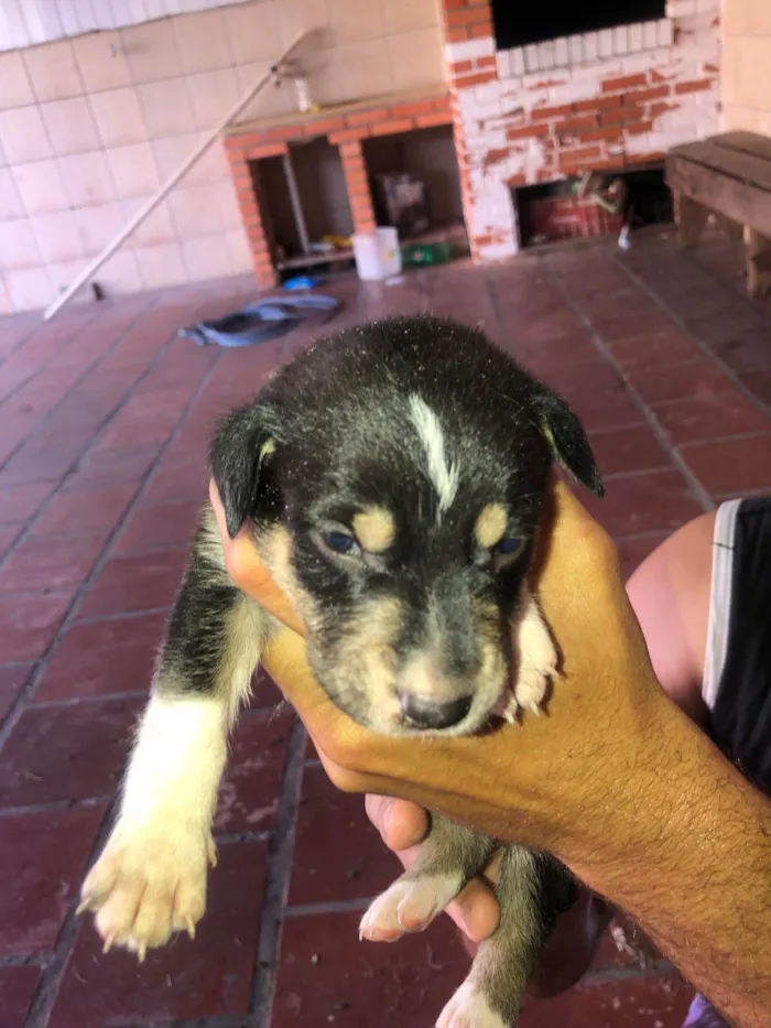 Cachorro raça SRD-ViraLata idade 2 a 6 meses nome Filhotes