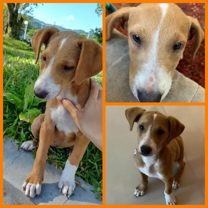 Cachorro ra a SRD-ViraLata idade 2 a 6 meses nome Teresa (provisório)