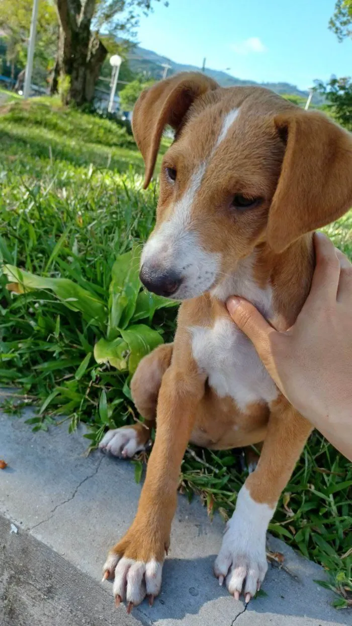 Cachorro ra a SRD-ViraLata idade 2 a 6 meses nome Teresa (provisório)