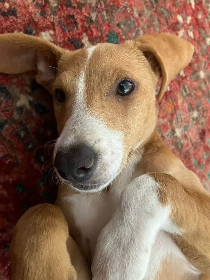 Cachorro ra a SRD-ViraLata idade 2 a 6 meses nome Teresa (provisório)