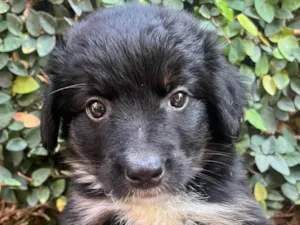 Cachorro raça SRD-ViraLata idade Abaixo de 2 meses nome Florzinha