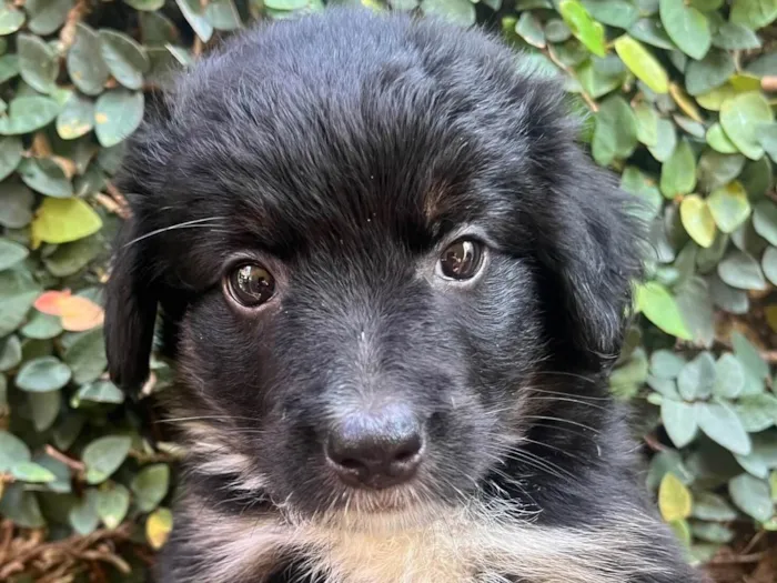 Cachorro raça SRD-ViraLata idade Abaixo de 2 meses nome Florzinha