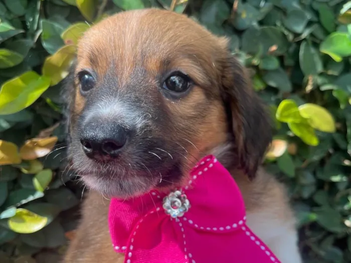 Cachorro raça SRD-ViraLata idade Abaixo de 2 meses nome Docinho