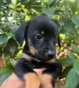 Cachorro raça SRD-ViraLata idade Abaixo de 2 meses nome Lindinha