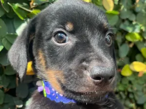 Cachorro raça SRD-ViraLata idade Abaixo de 2 meses nome Lindinha