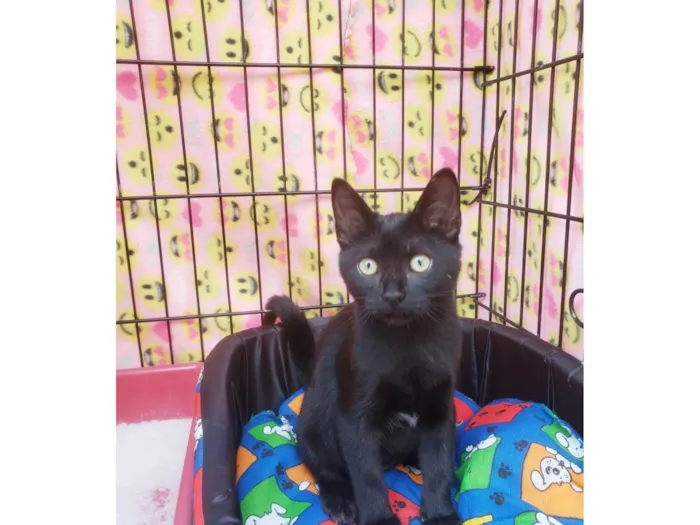 Gato raça SRD-ViraLata idade 2 a 6 meses nome Núbia