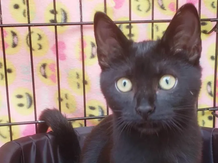 Gato raça SRD-ViraLata idade 2 a 6 meses nome Núbia