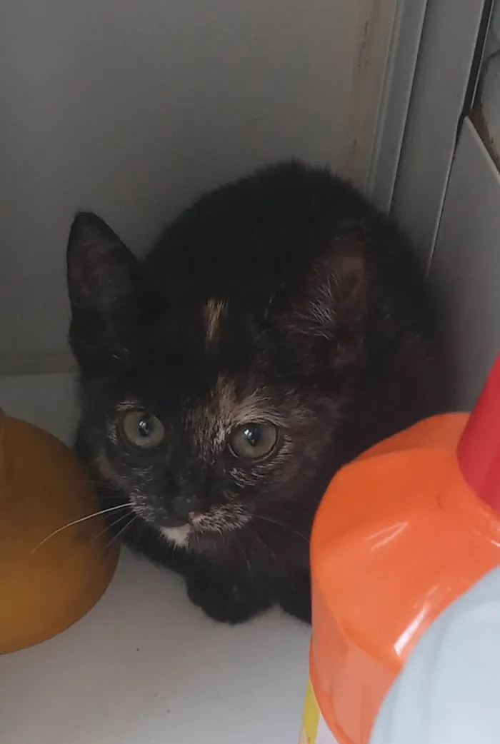 Gato raça SRD-ViraLata idade 2 a 6 meses nome Gatinha 