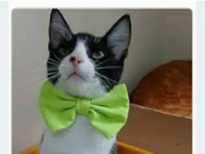 Gato raça srd frajolinha  idade 2 a 6 meses nome OTTO