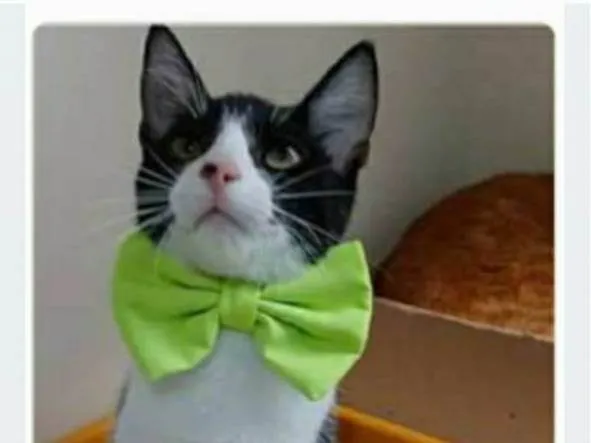 Gato ra a srd frajolinha  idade 2 a 6 meses nome OTTO