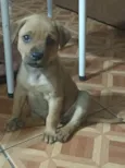 Mel
