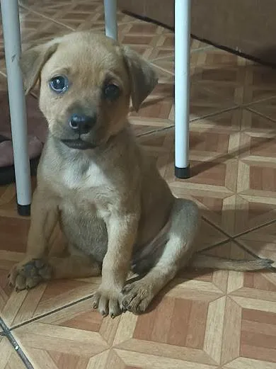 Cachorro ra a indefinida idade 2 a 6 meses nome Mel