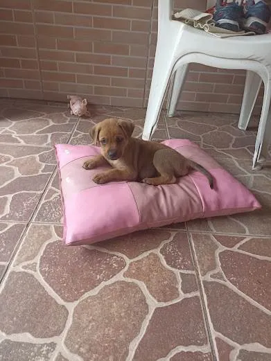 Cachorro ra a indefinida idade 2 a 6 meses nome Mel